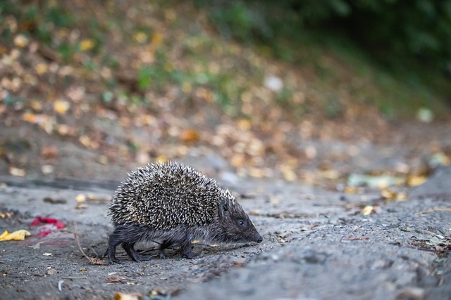 有一类球队 有一类球队
